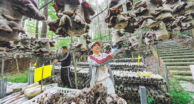 质量发展产业调研】林下生金mg不朽情缘游戏试玩【高(图3)